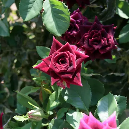 Sunrise * Stelida (Naxos)