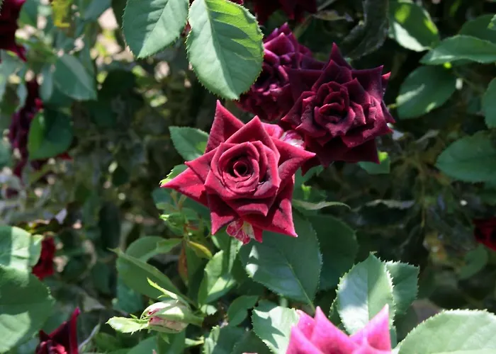 Sunrise * Stelida (Naxos)